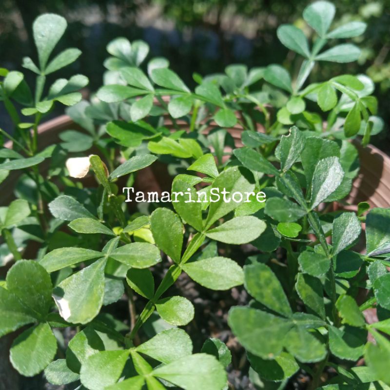 Biji kawista batu / kawista kerikil 400 biji siap semai