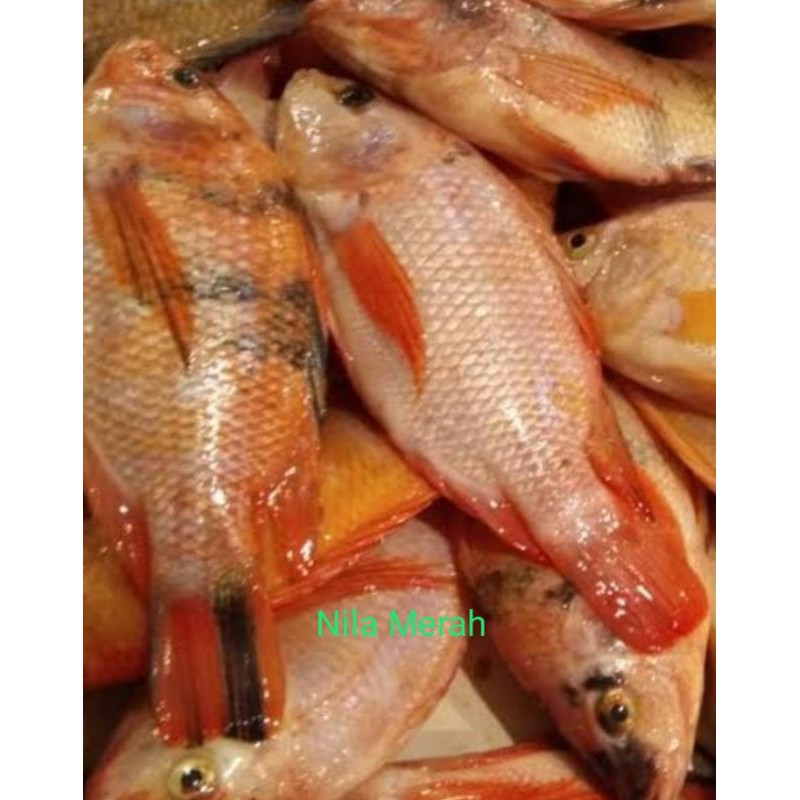 

nila merah segar