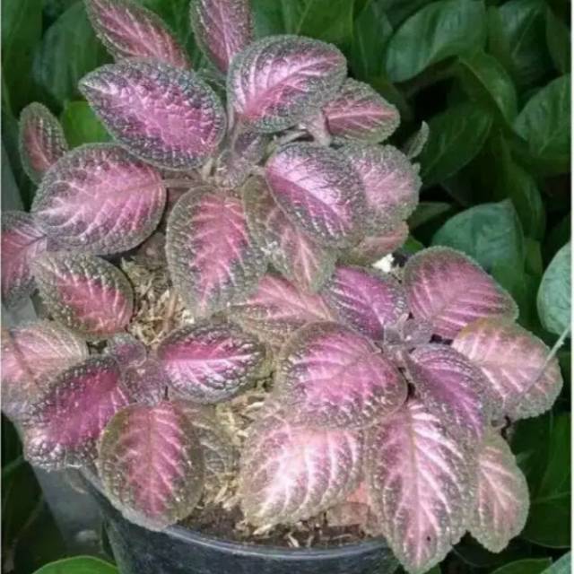 Tanaman hias gantung episcia beludru merah/bibit tanaman hias gantung/tanaman hias hidup