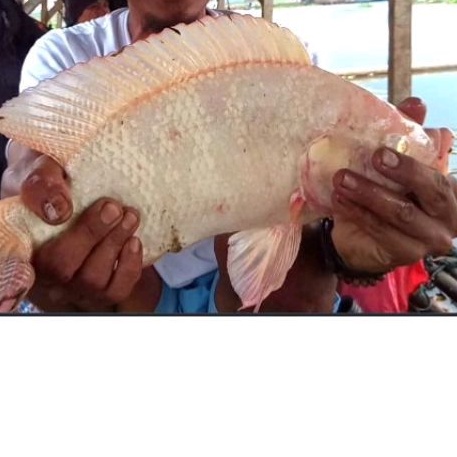 Essen Ikan Nila Umpan Lumut Lukut Jedud