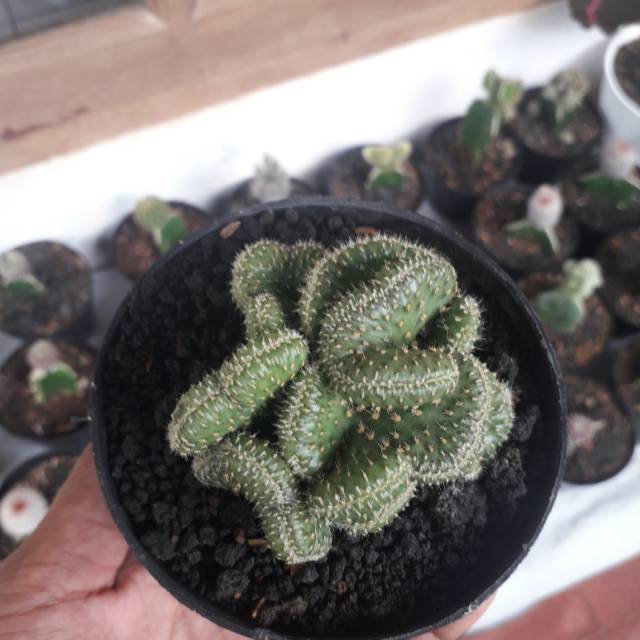 Tanaman Hias Sekulen - Pohon Kaktus Mini