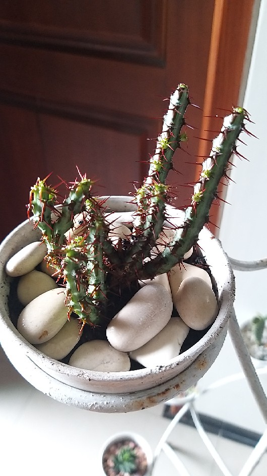 Sukulen Dan Kaktus Mini (euphorbia Aeruginosa)