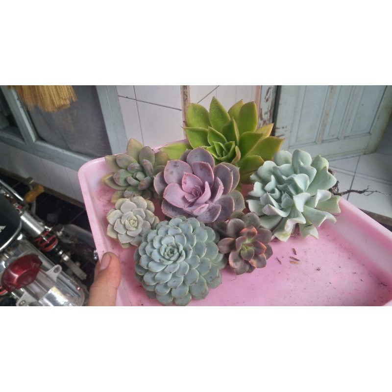 paket 7pcs tanaman sukulen jumbo