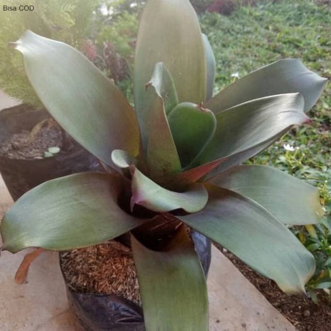 pohon bromelia giant - tanaman hias bromelia giant