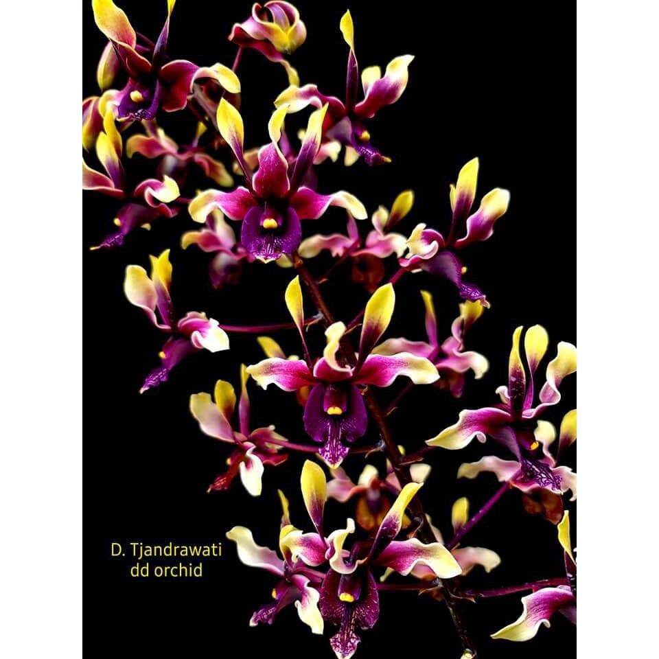 ANGGREK DENDROBIUM KERITING