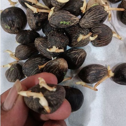 Rp 5.000/biji benih bibit kecambah polong kelapa sawit DxP PPKS Medan/minimal pembelian 20 biji-4