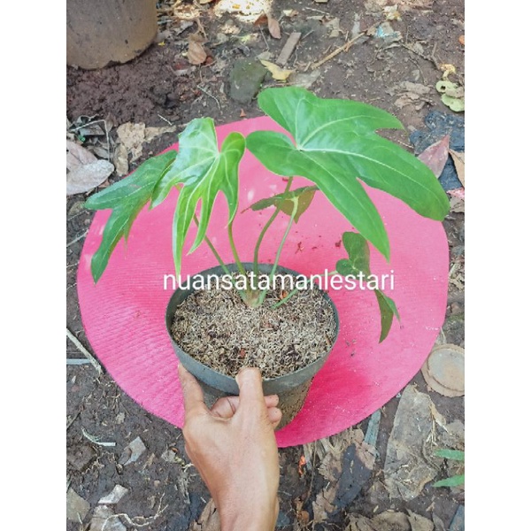 Tanaman Hias Anthurium Jari / pohon anthurium jari / ANTHURIUM