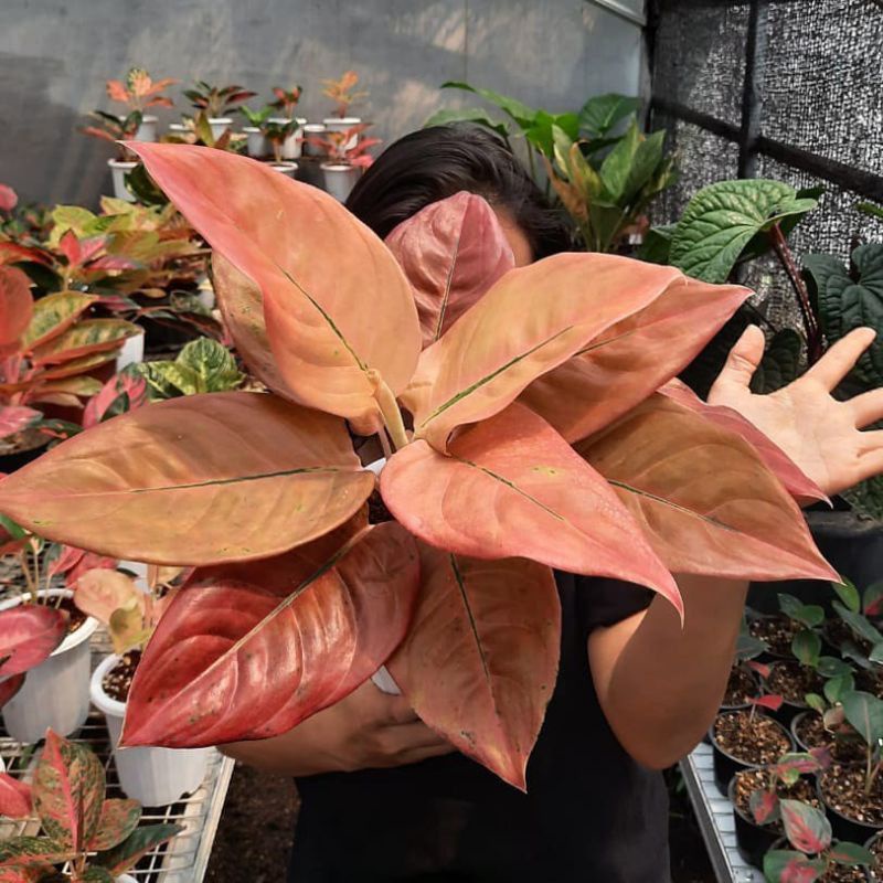 Tanaman hias bonggol aglonema Neskia - bonggol aglonema neskia