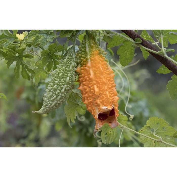 Benih-Bibit Pare Gourd Bitter (Haira Seed)