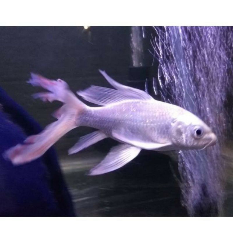 Ikan koi slayer platinum
