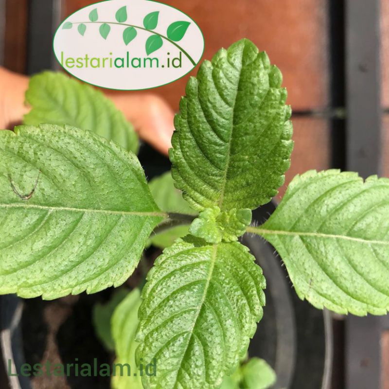 bibit tanaman cincau hitam pohon cincau