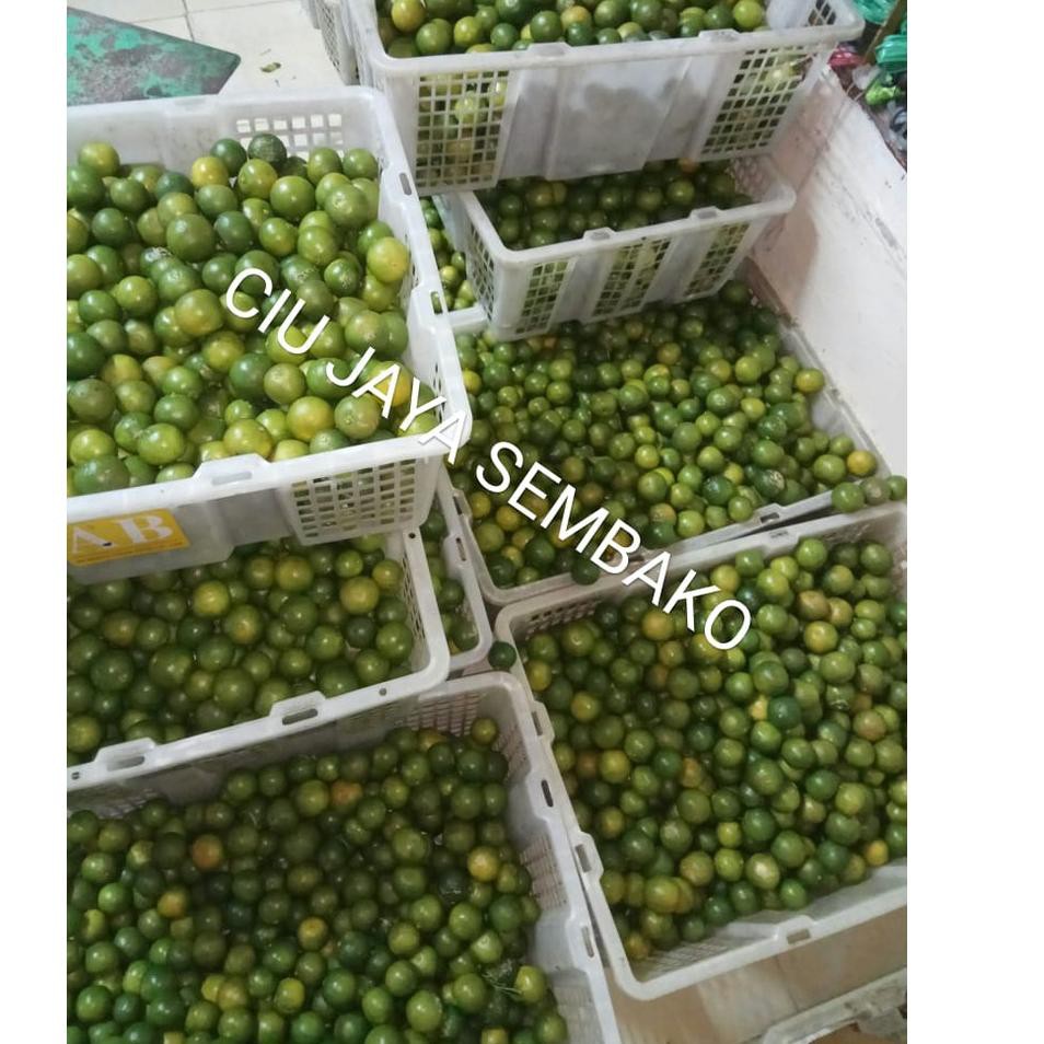 

Serba Murah KWCM9 JERUK SONKIT / JERUK KUNCI / LEMON CUI / SONKIT PONTIANAK / KASTURI / SONGKIT 83 R