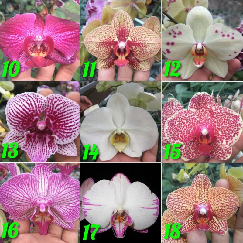 Anggrek Bulan Remaja Hybrid Premium Taiwan Murah (10-15Cm)