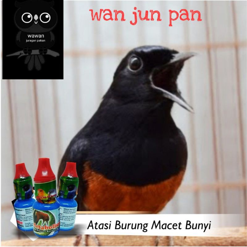 metabolisme obat burung.