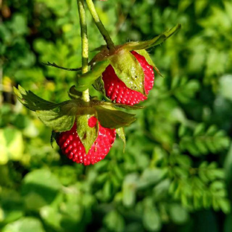 JUAL HIBIT TANAMAN ARBEI HUTAN/ARBEI MERAH/BIBIT TANAMAN RASBERY HUTAN