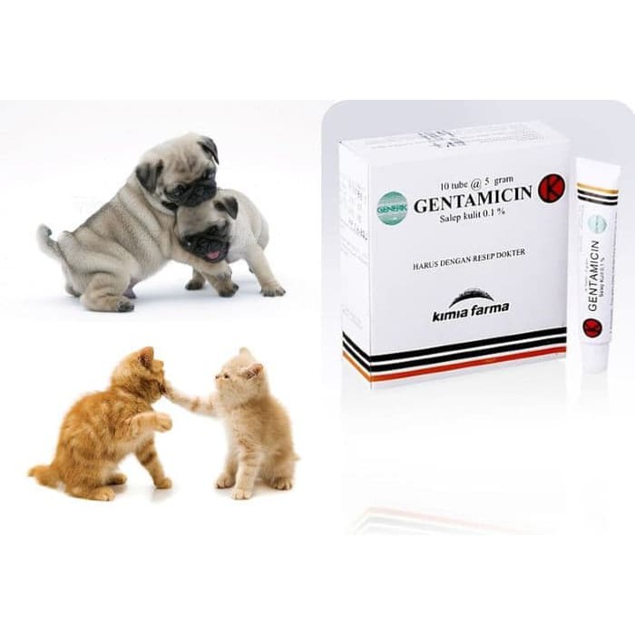 Salep Gentamicin Obat Luka Mencegah Infeksi Anjing Dan Kucing