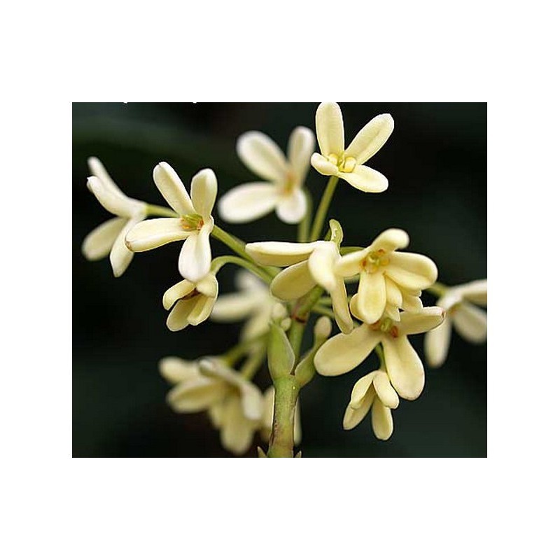 Tanaman Hias Sweet Osmanthus