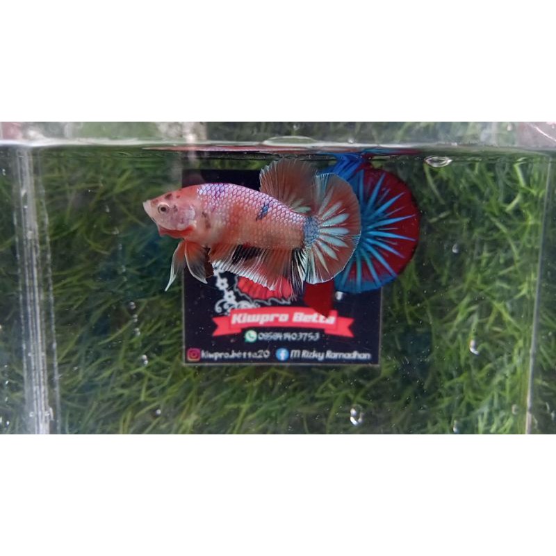 BAHAN LINE NEMO GOLD