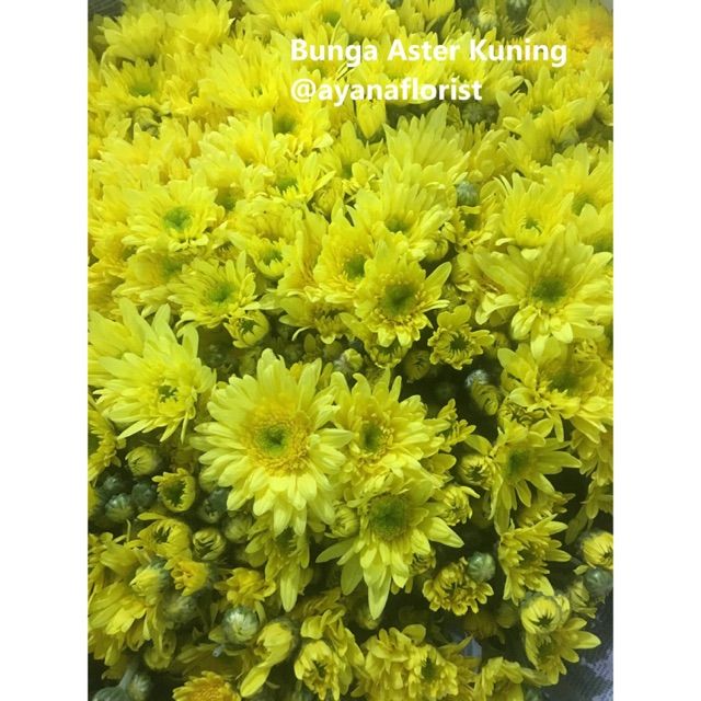  Download Gambar Bunga Aster  Kuning