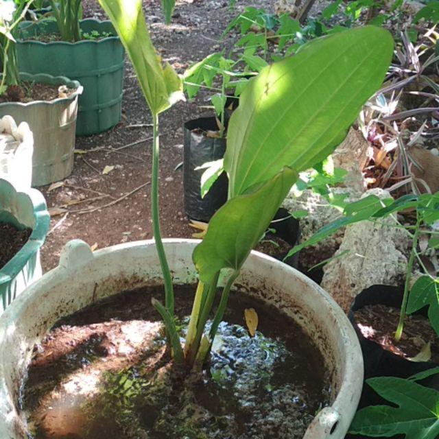 Tanaman Hias Melati Air