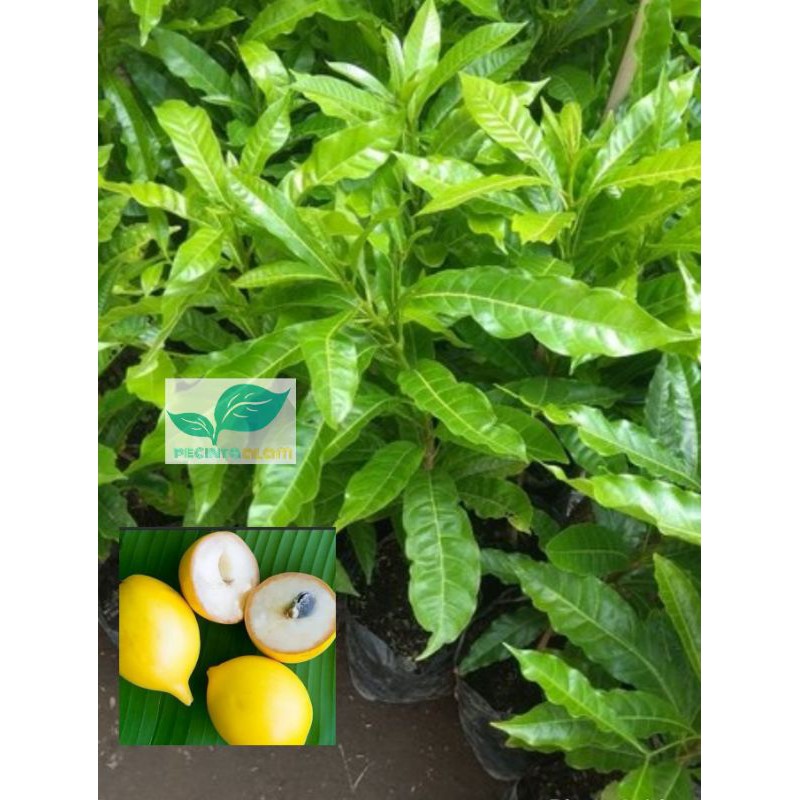 Bibit pohon sawo abiu australia/Tanaman buah sawo abiu