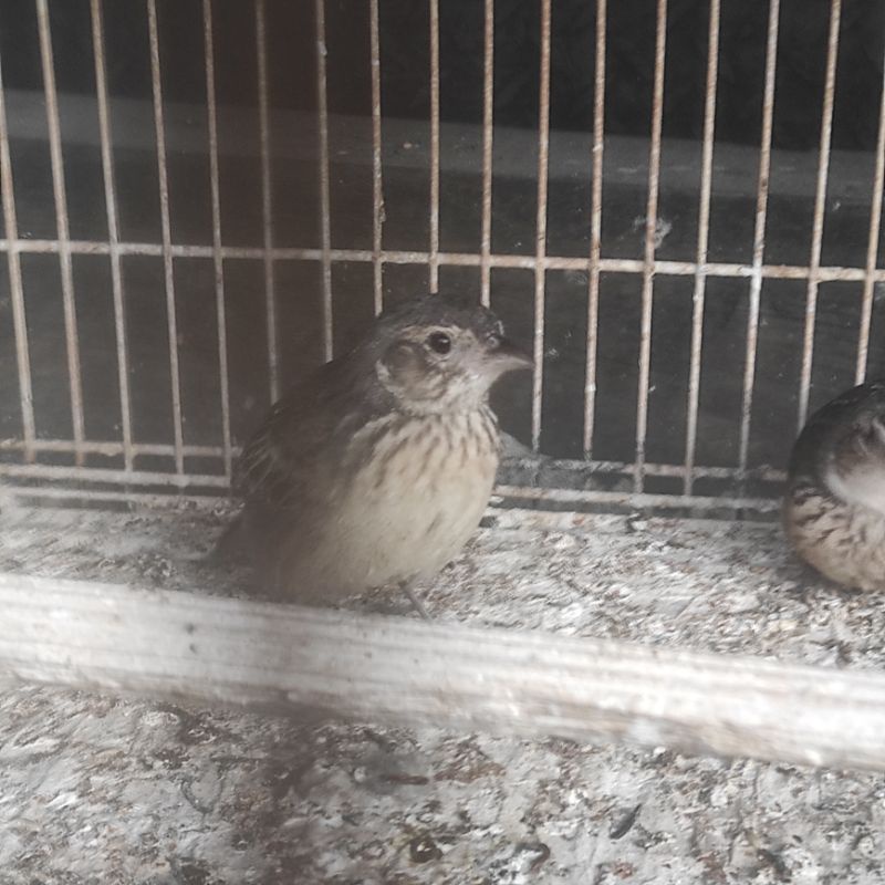burung branjangan ntb bahanan