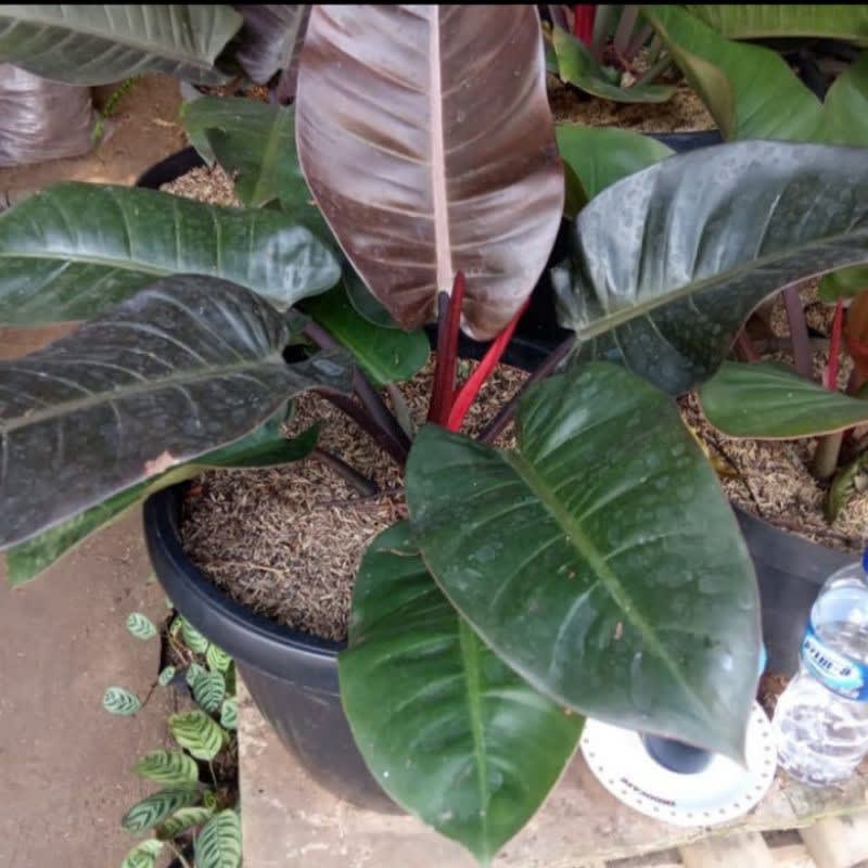 BLACK CARDINAL PHILODENDRON JUMBO