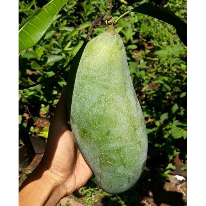 Bibit Mangga Mahatir Super
