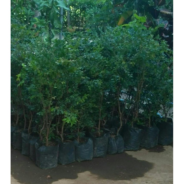 Bibit Tanaman Bunga Telang / Pohon Bunga Telang /Bibit Bunga Telang