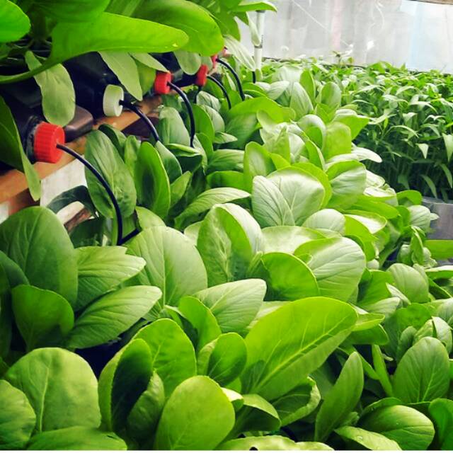 

B-fress pakcoy hidroponik