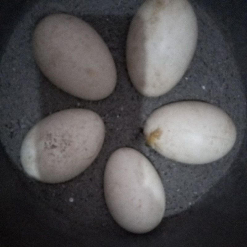

Telur angsa calang