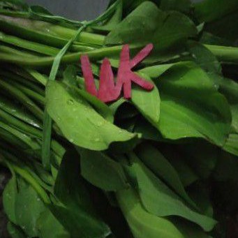

Daun Genjer