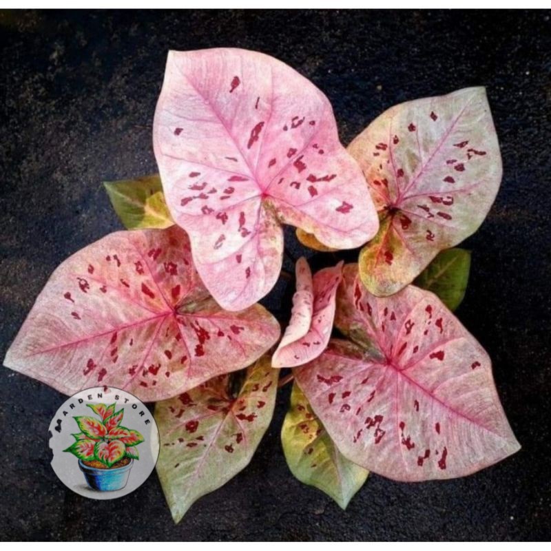 PROMO Umbi Caladium Raspberry Moon - keladi hias hybrid import thailand