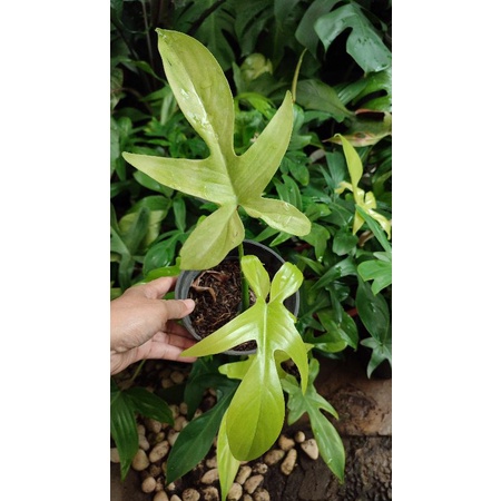 florida beauty ghost