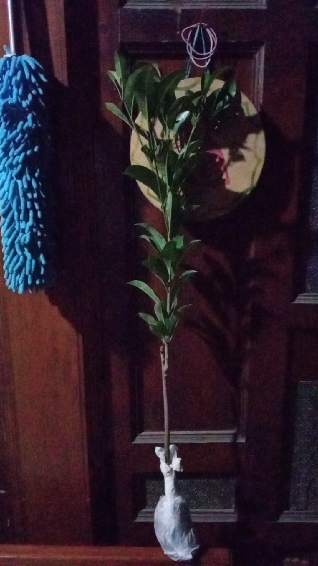 Bibit Sawo Jumbo  Berbunga