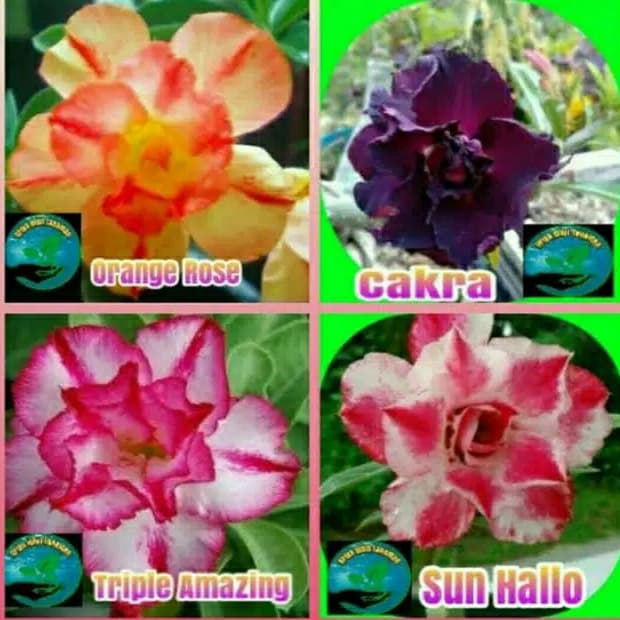 

Paket 4 bibit bunga kamboja adenium, kamboja Jepang, adenium
