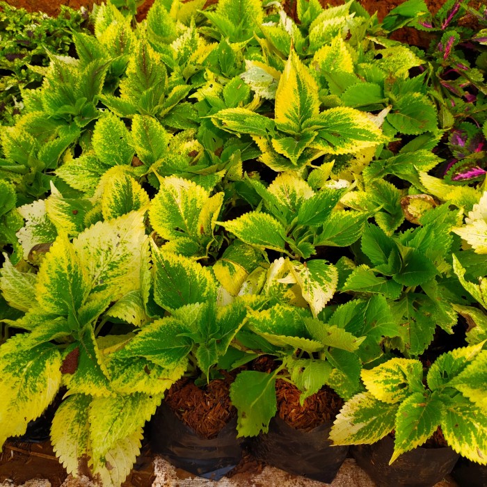 tanaman hias miana premium iler - miana coleus warna - miana cantik