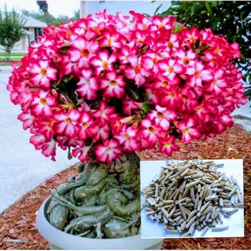 Benih Bunga Adenium Obesum impor (10 seed mix)