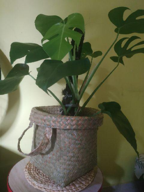 Set Bakul Purun, Hampers, Tas Belanja