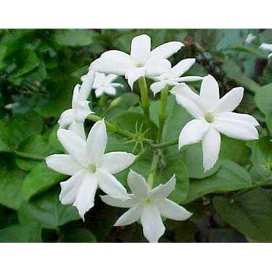 Bibit Melati / Bunga Hidup Melati / Melati / Bunga Wangi *_*