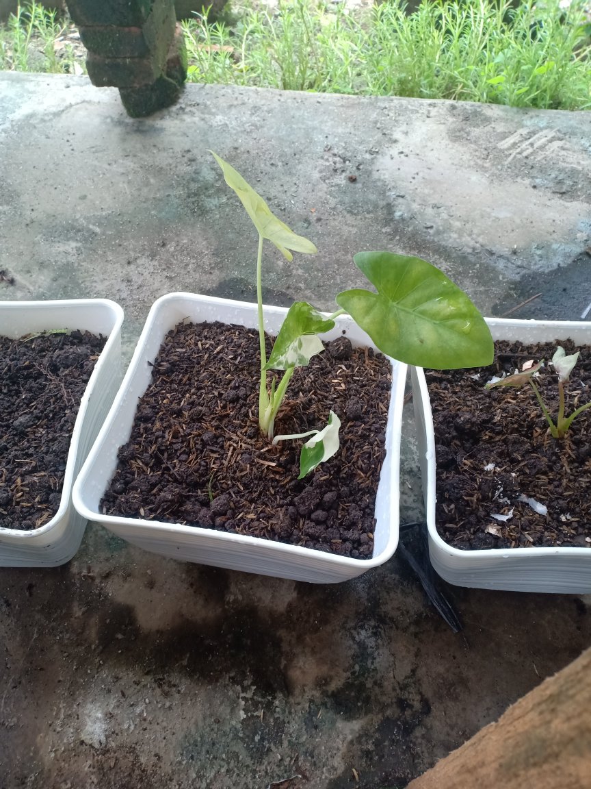 Tanaman Bunga Keladi Tikus Variegata