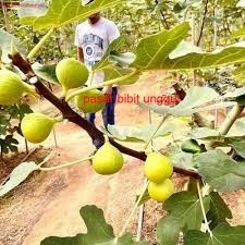 Bibit Buah Tin LSU GOLD fresh Cangkok-Buah Tin Kuning Jumbo Tambulapot