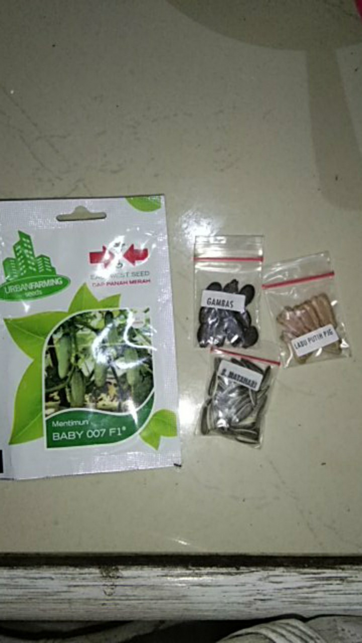 Benih Tanaman Oyong Gambas Biji Buah Bibit Sayur Sayuran Seed Refill