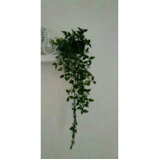 FEJKA Rambat Gantung Tanaman Juntai Tanaman tiruan dalam FEJKA Rambat Gantung Tanaman Juntai Tanaman tiruan dalam
