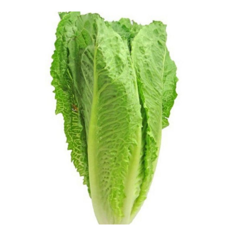 

Selada Romaine A
