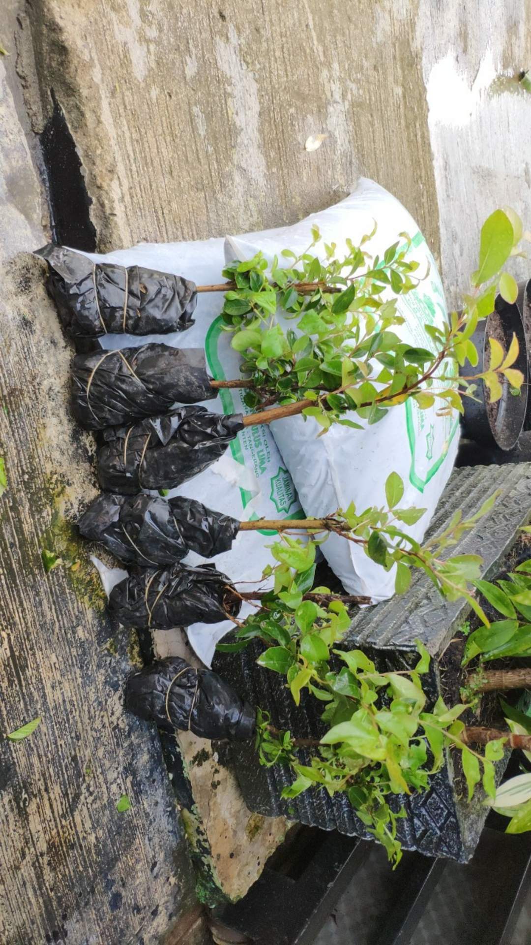 Tanaman Bunga Sakura Lokal Pink