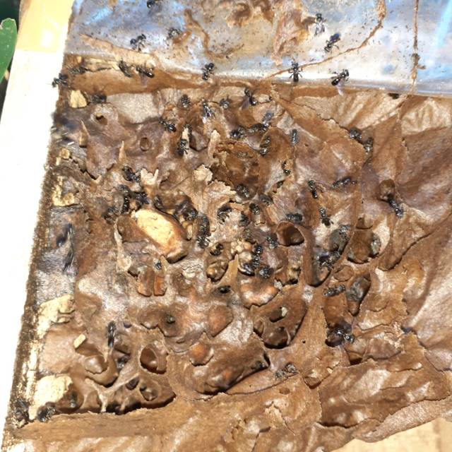 STUP TRIGONA KLANCENG ITAMA