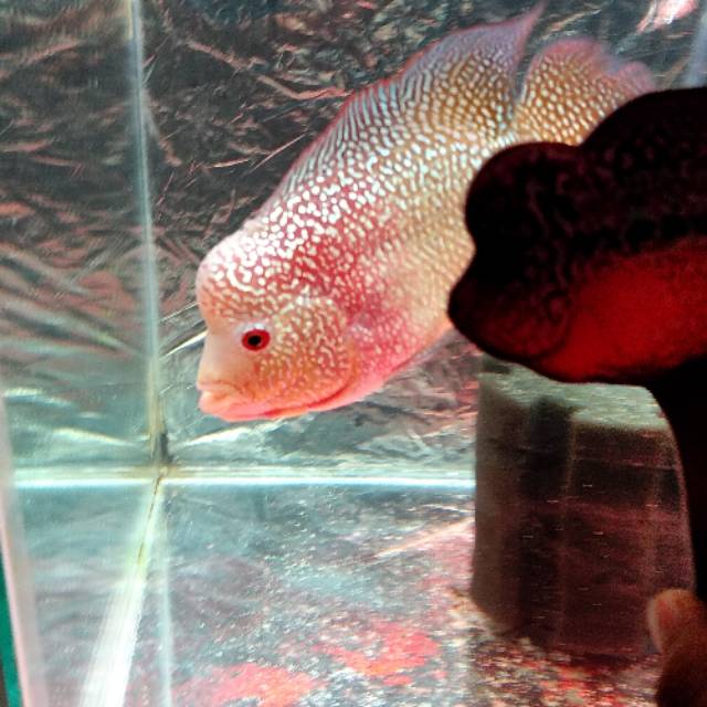 

Ikan Louhan