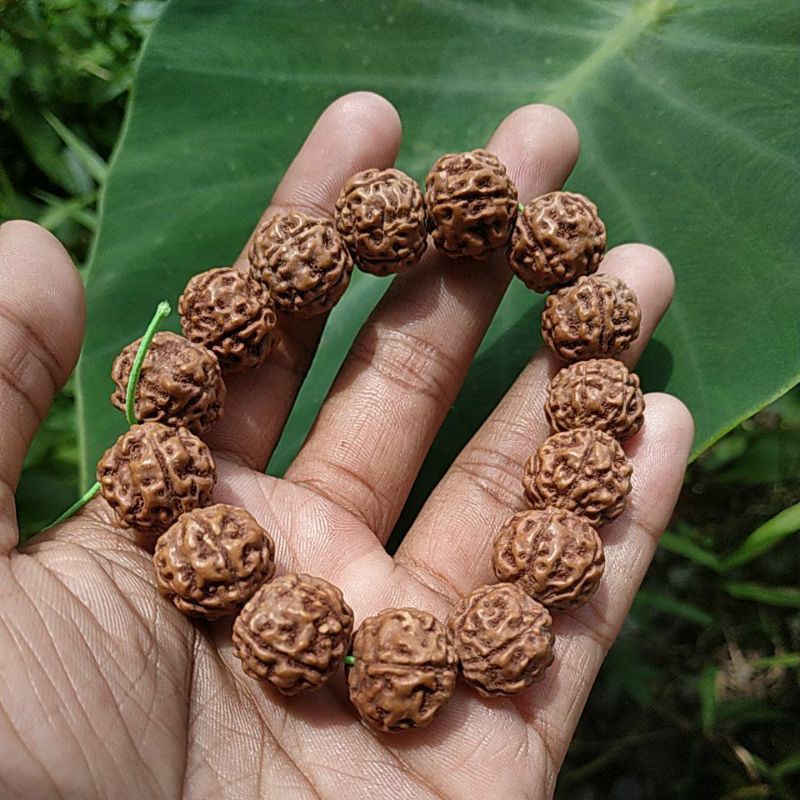 GELANG BIJI JENITRI RUDRAKSHA BESAR mukhi 5