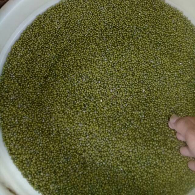 

kacang ijo